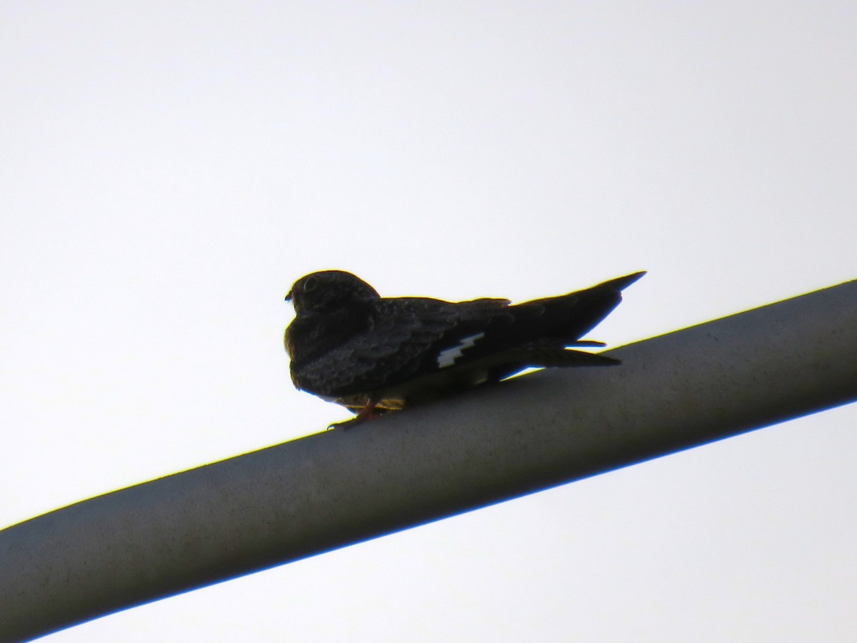 Common Nighthawk - Matthias van Dijk