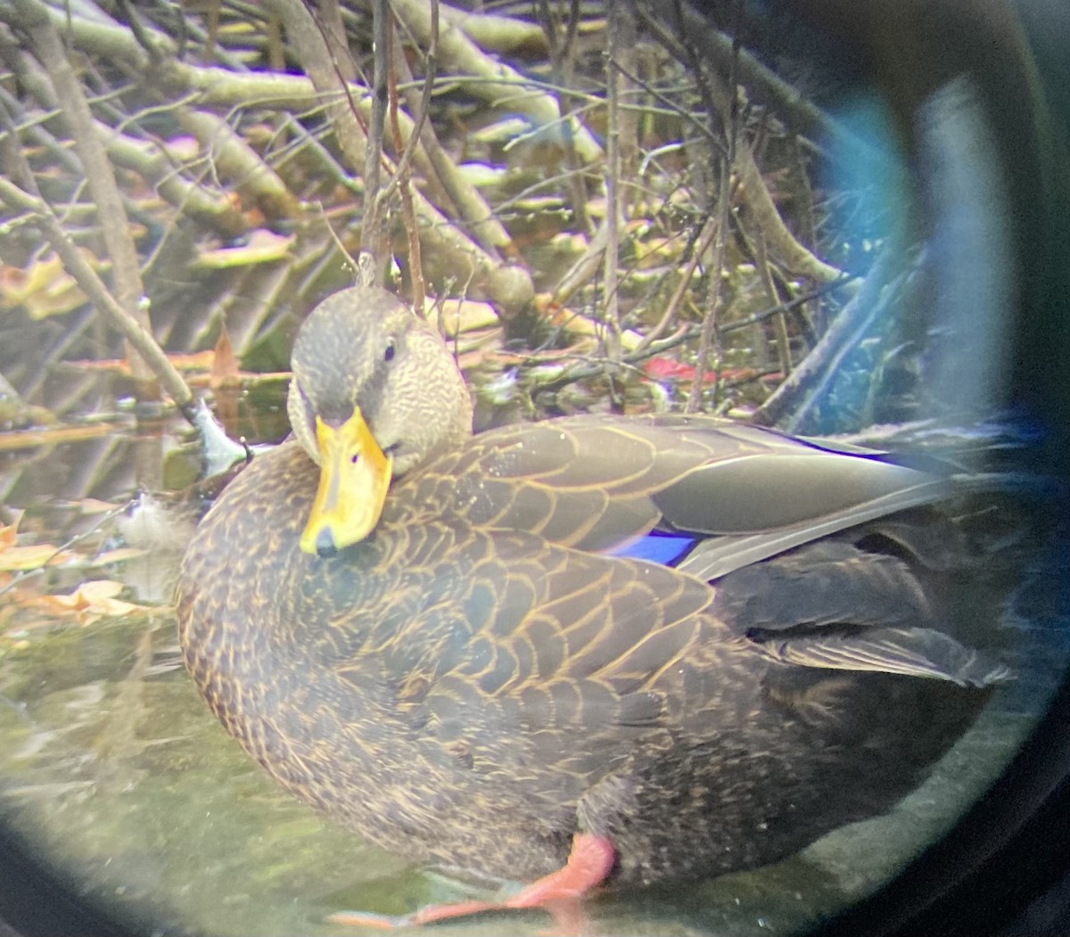 American Black Duck - ML610203517