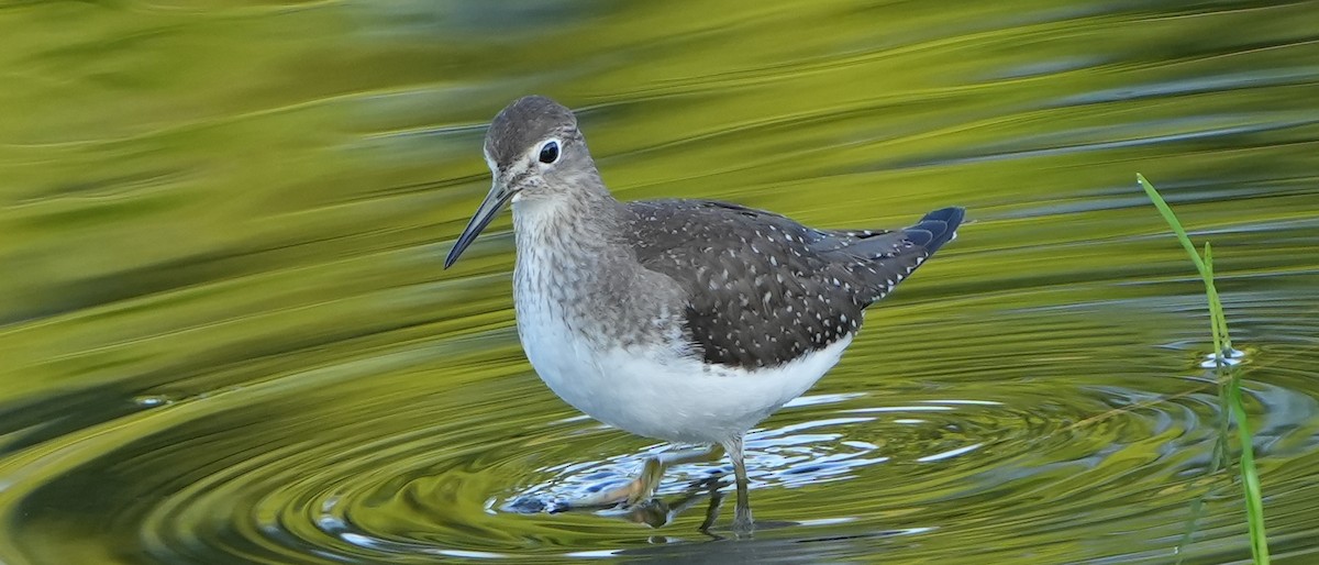 Solitary Sandpiper - ML610203526