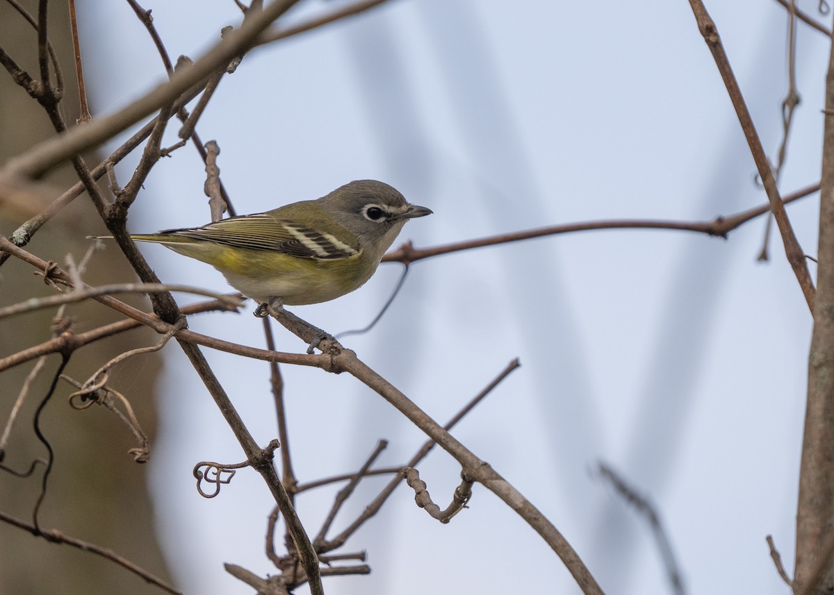 Blue-headed Vireo - ML610203564