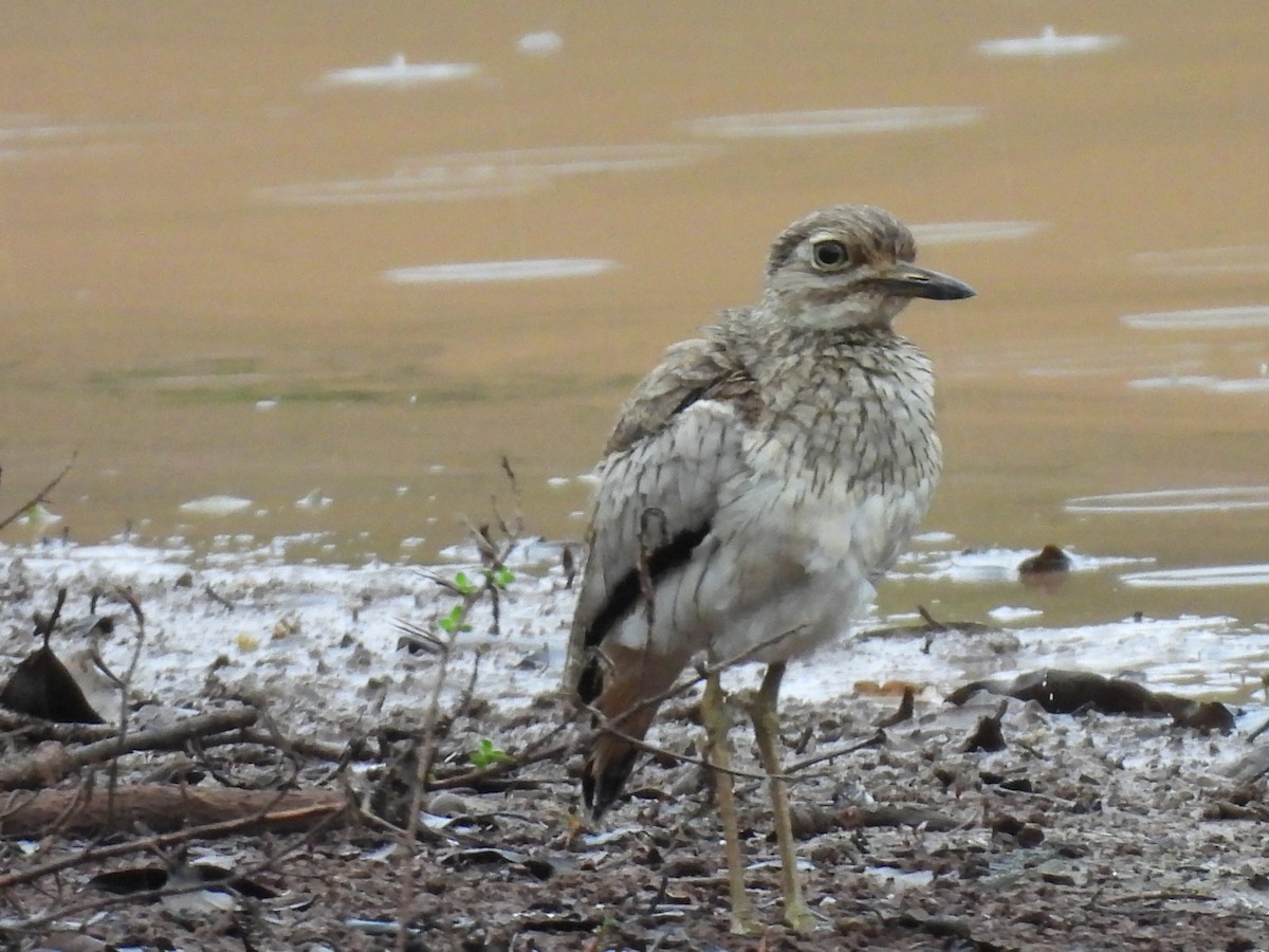 Water Thick-knee - joe trig