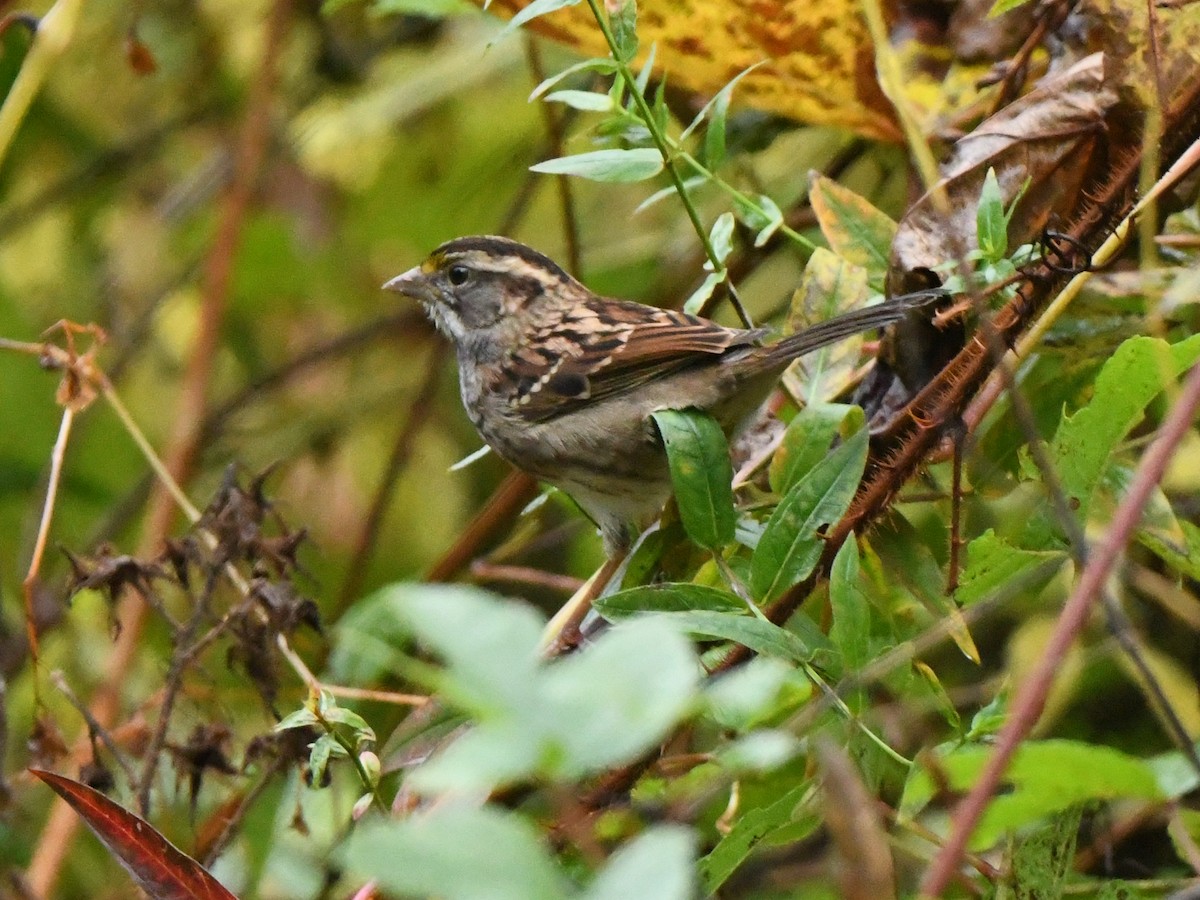 White-throated Sparrow - ML610203640