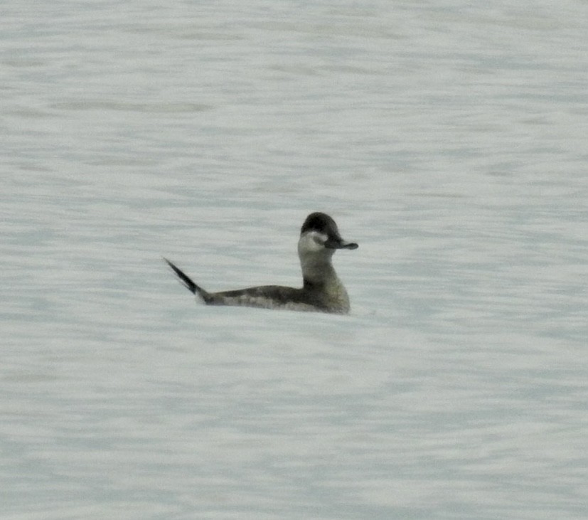 Ruddy Duck - ML610203726