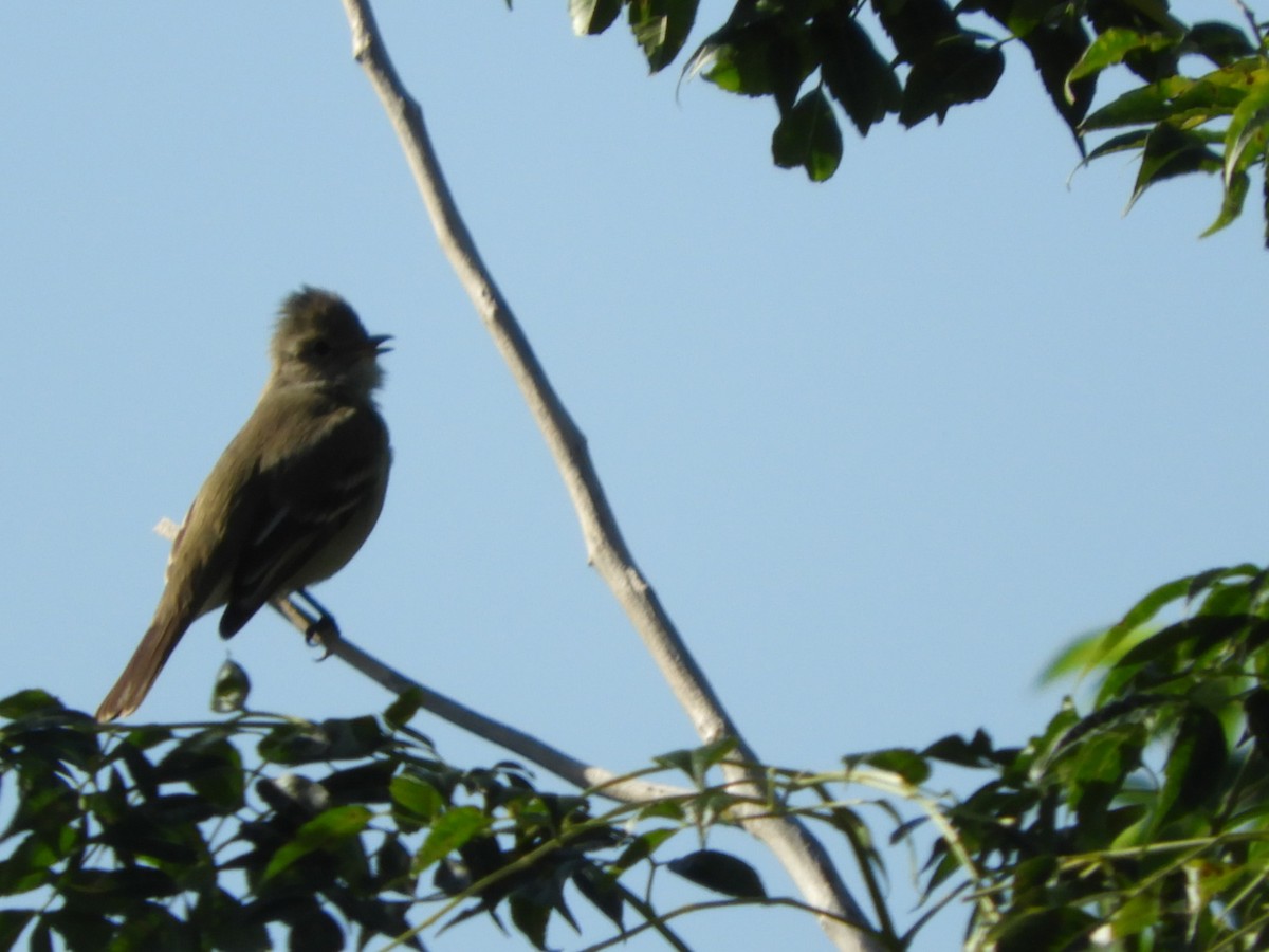 Yellow-bellied Elaenia - Silvia Enggist