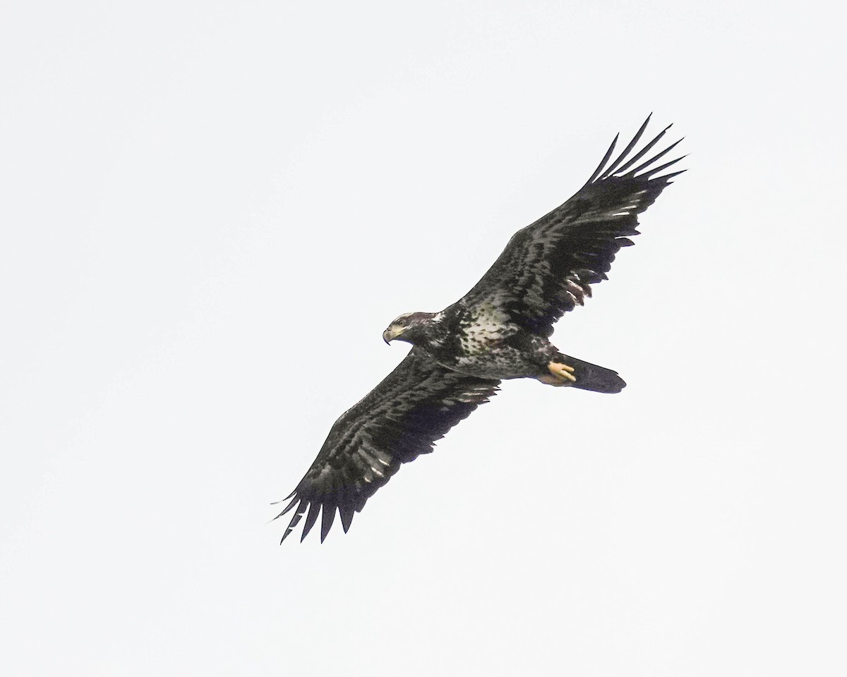 Bald Eagle - ML610203765