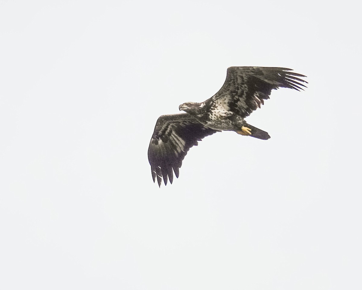 Bald Eagle - ML610203767