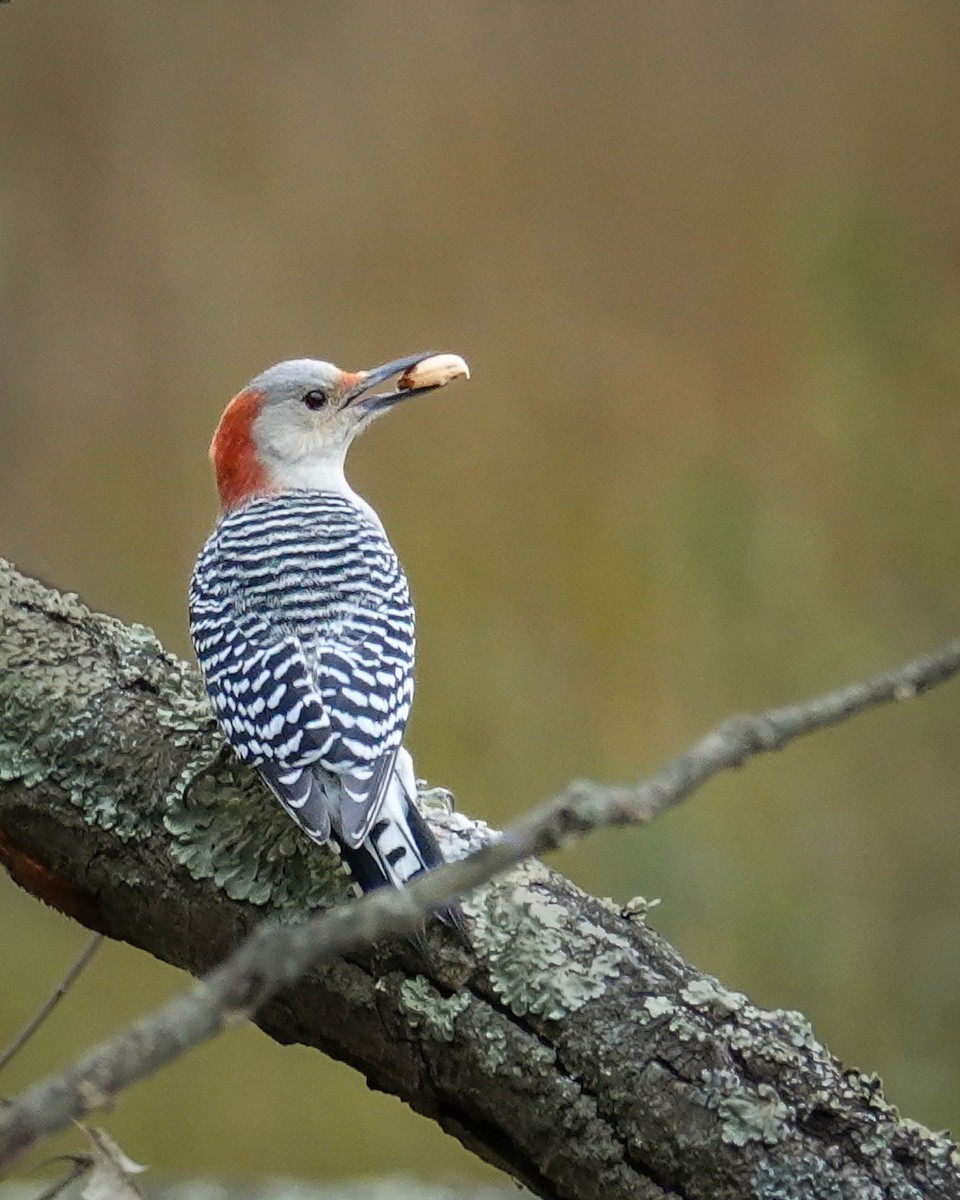 Red-bellied Woodpecker - ada bar