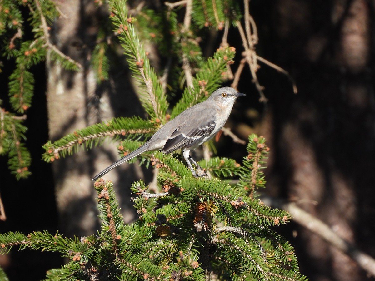 Northern Mockingbird - ML610203836