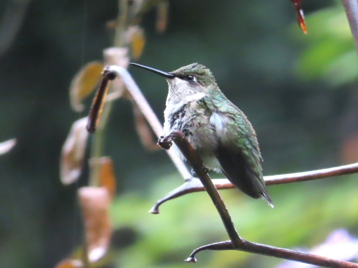 Ruby-throated Hummingbird - ML610203886