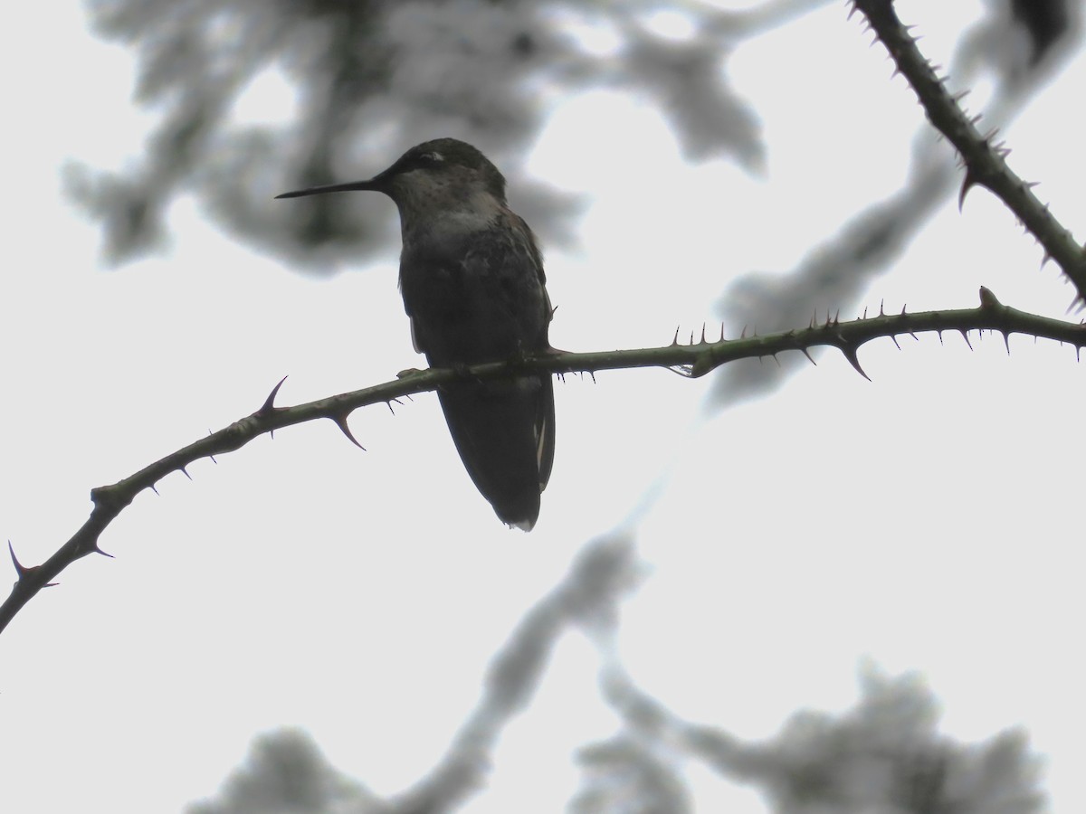 Colibrí Gorjirrubí - ML610203887