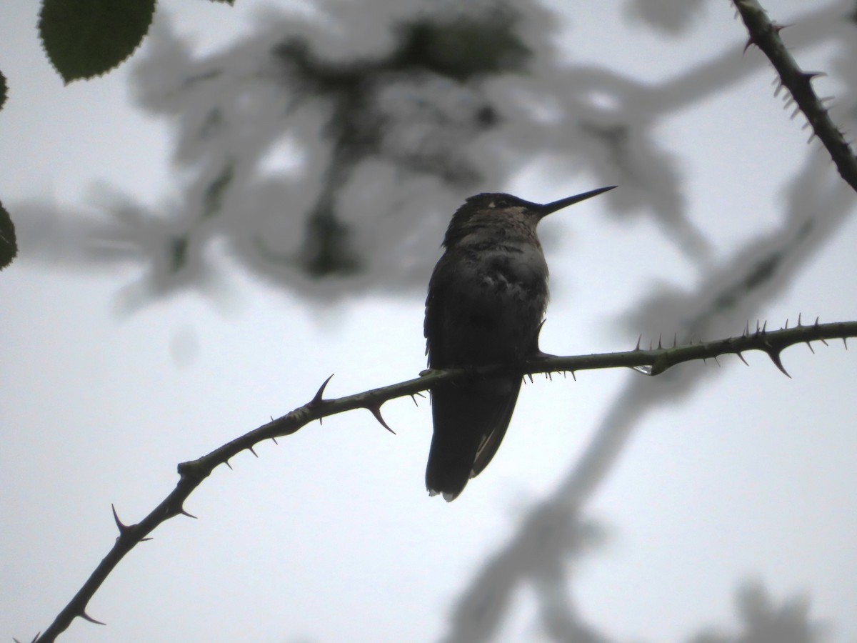 Ruby-throated Hummingbird - ML610203888