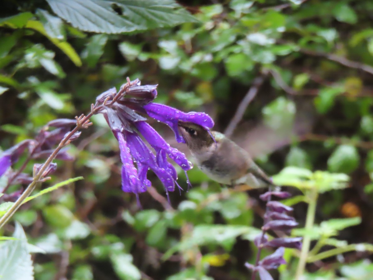 Ruby-throated Hummingbird - ML610203909