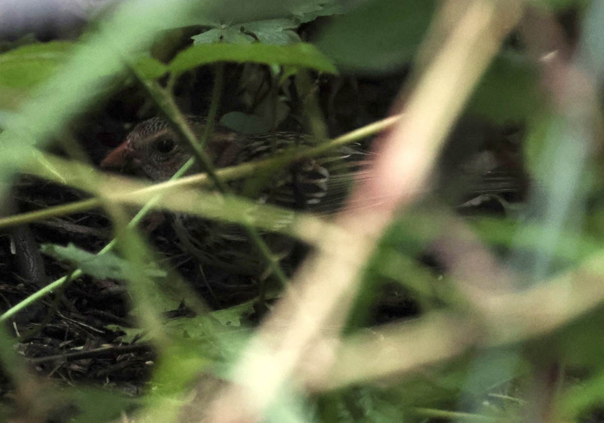 Harris's Sparrow - ML610203951
