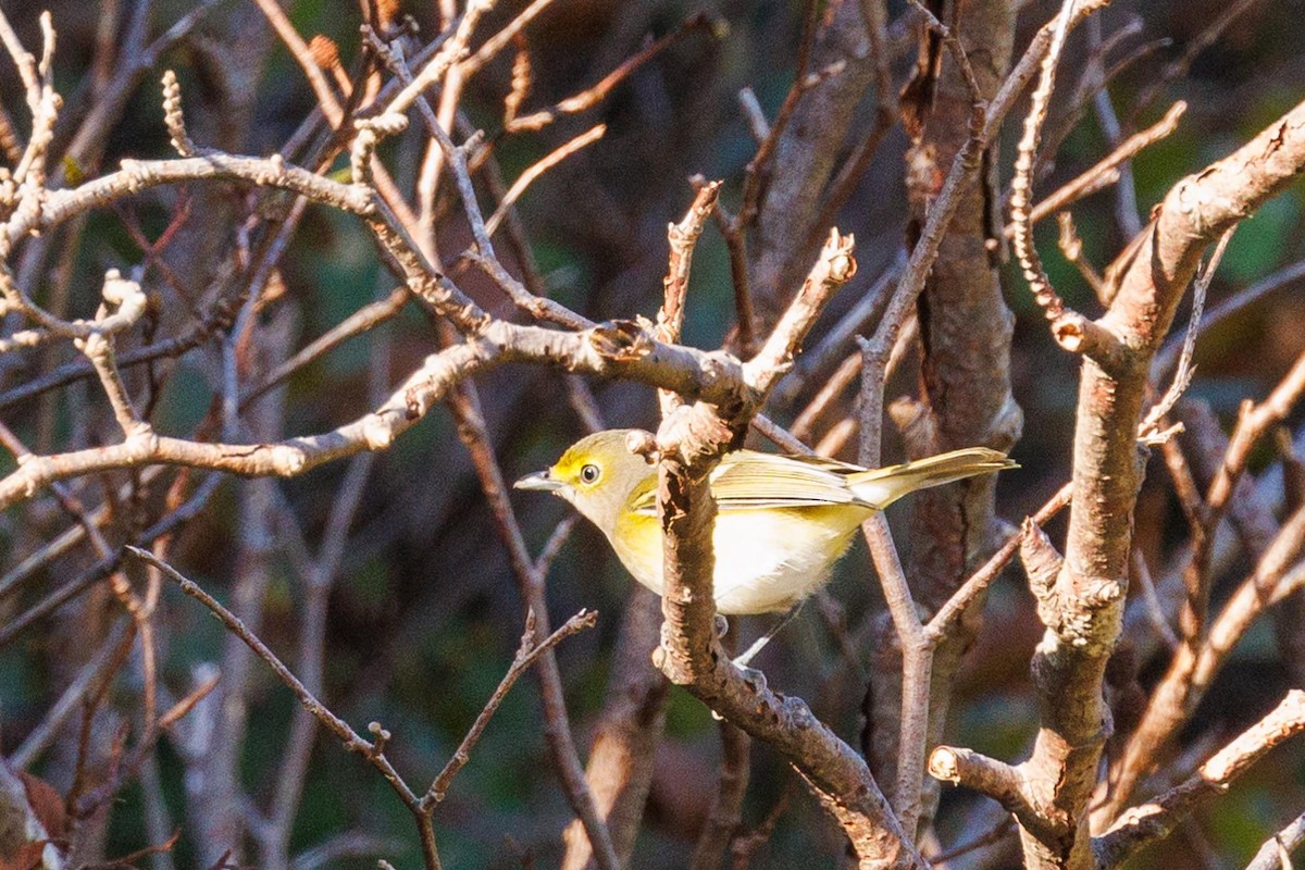 Viréo aux yeux blancs - ML610203991