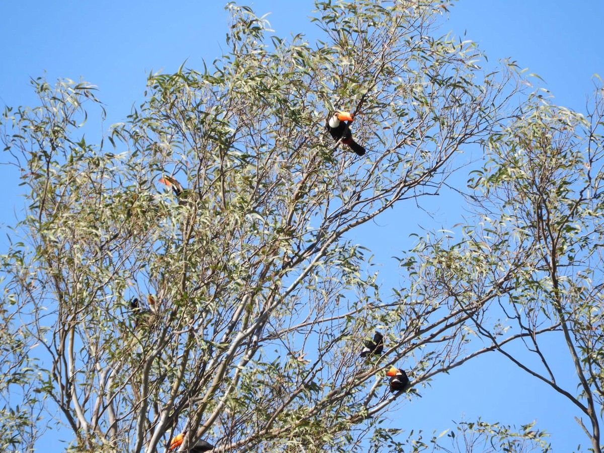 Toco Toucan - ML610203997