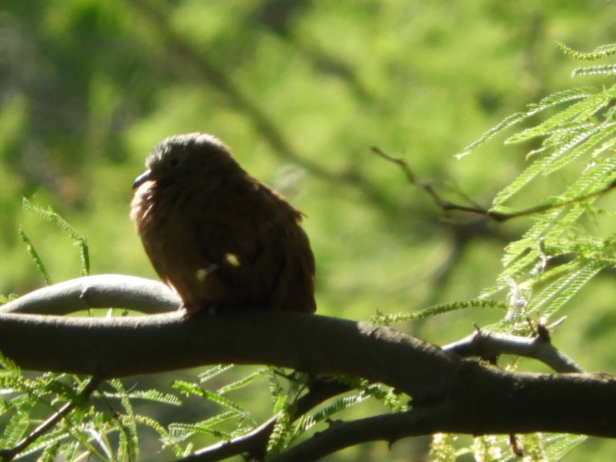 Ruddy Ground Dove - ML610204003