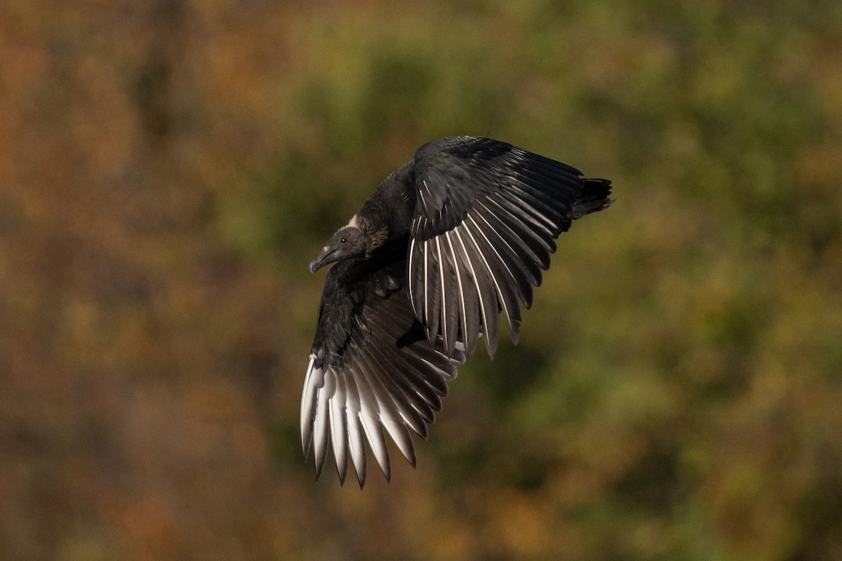 クロコンドル - ML610204005