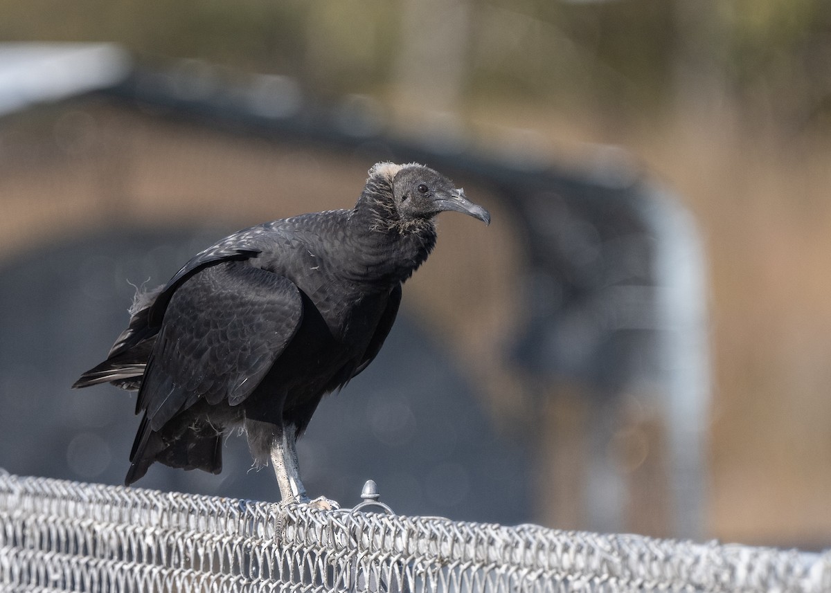 クロコンドル - ML610204012