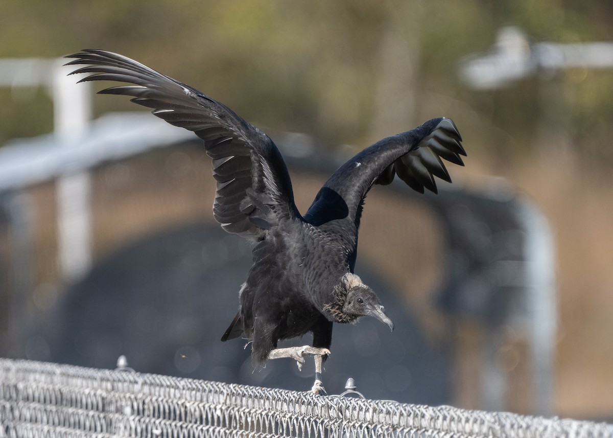 クロコンドル - ML610204021