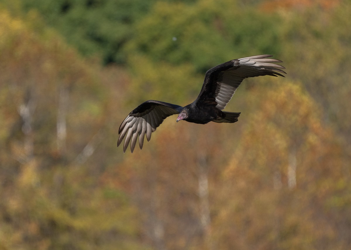 ヒメコンドル - ML610204023