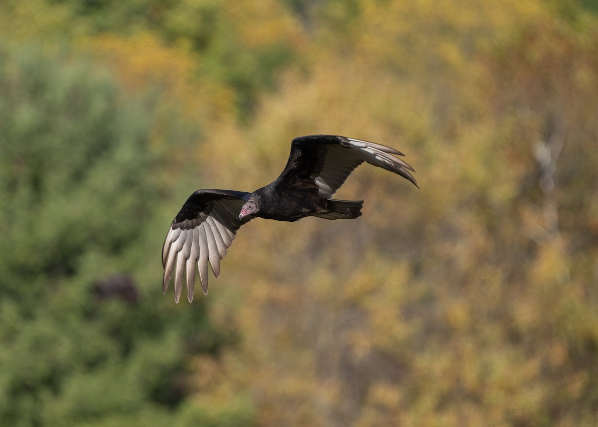 ヒメコンドル - ML610204024