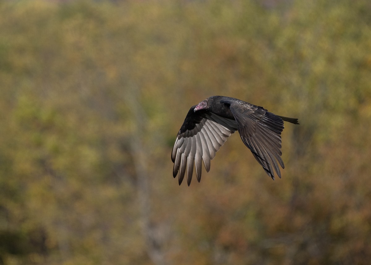 ヒメコンドル - ML610204025