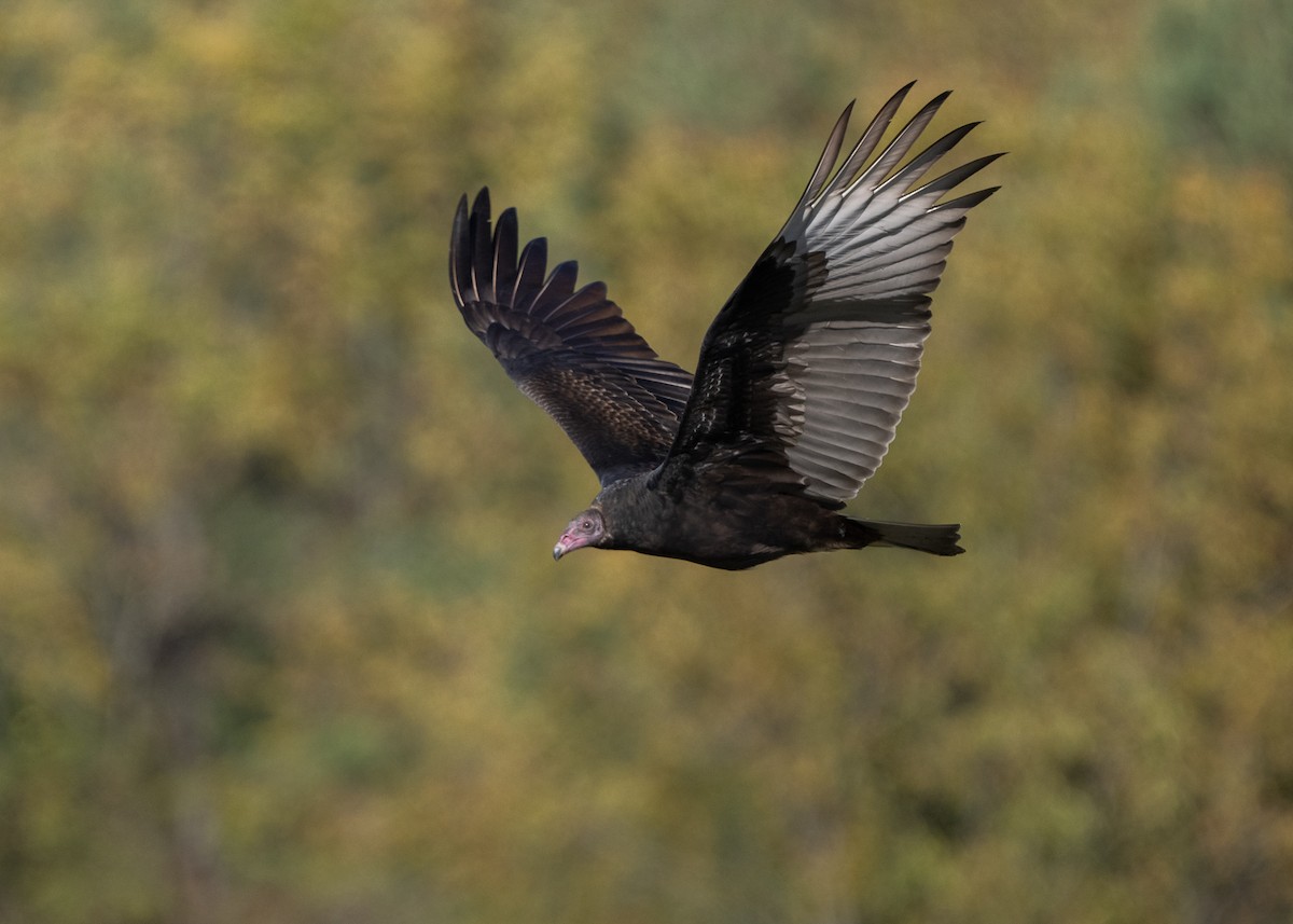 ヒメコンドル - ML610204026