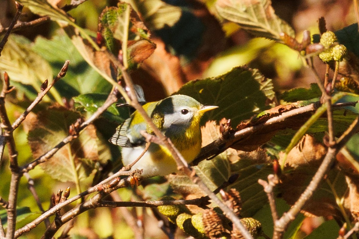 Kuzeyli Parula - ML610204049