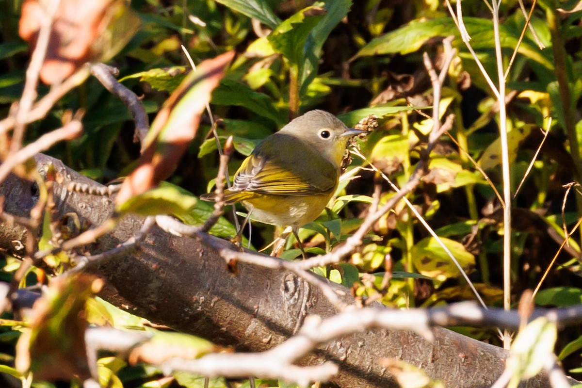 Rubinfleck-Waldsänger - ML610204069