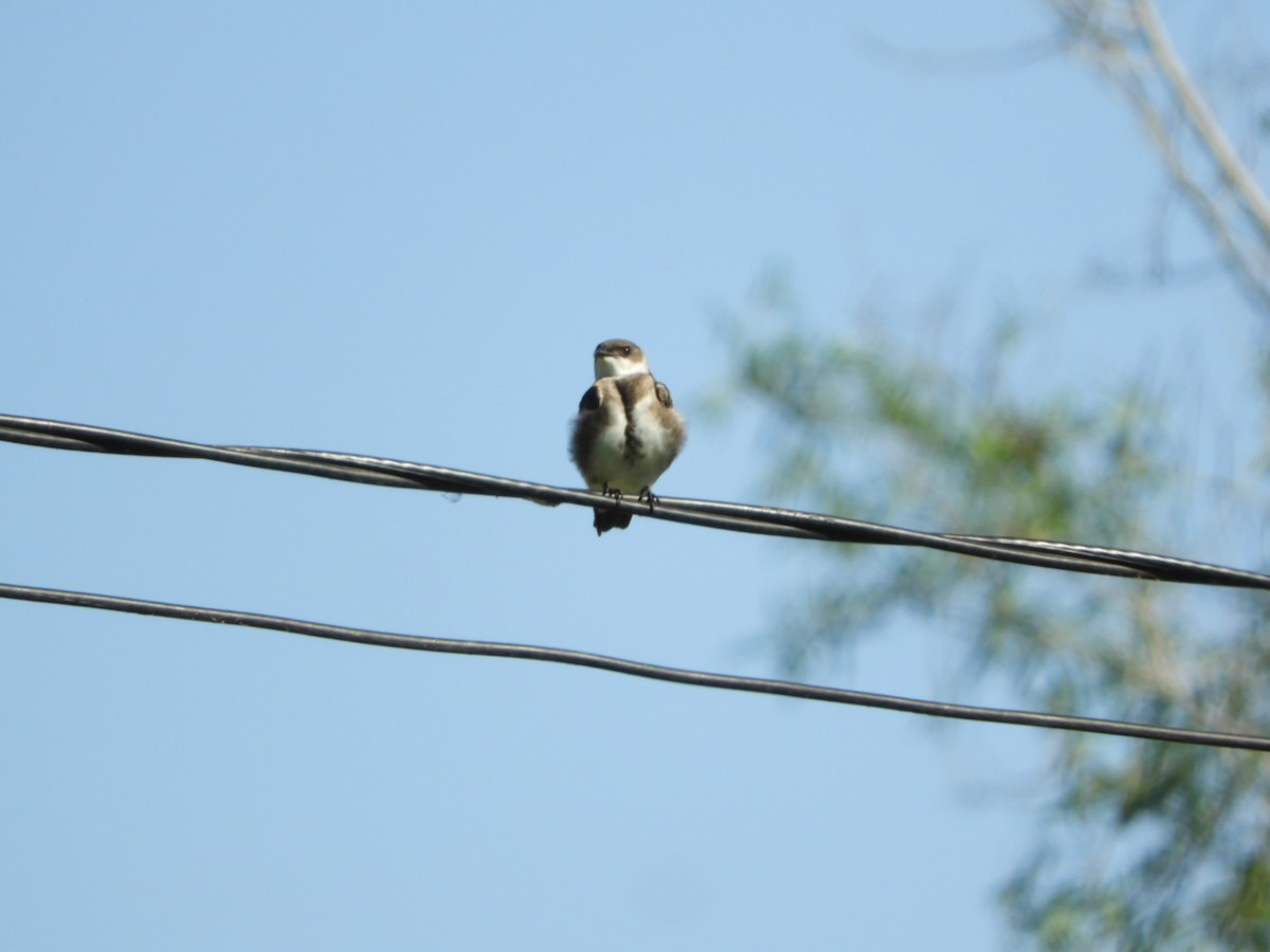 Brown-chested Martin - Silvia Enggist