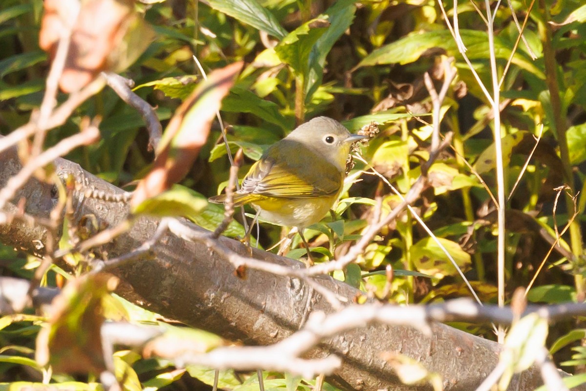 Nashville Warbler - Ethel Dempsey