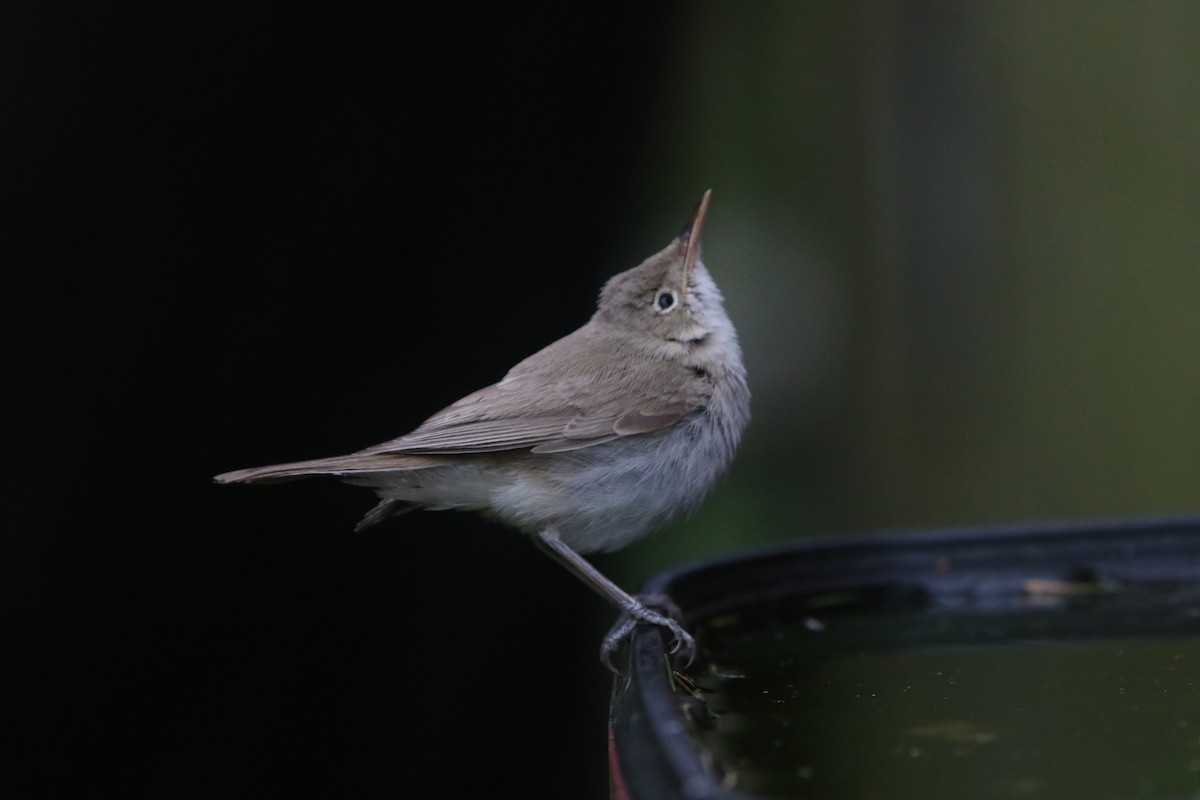 Western Olivaceous Warbler - ML610204095