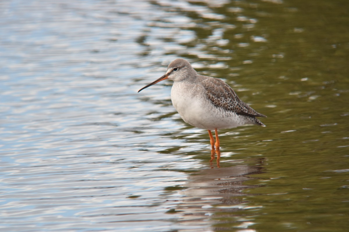 Spotted Redshank - ML610204114