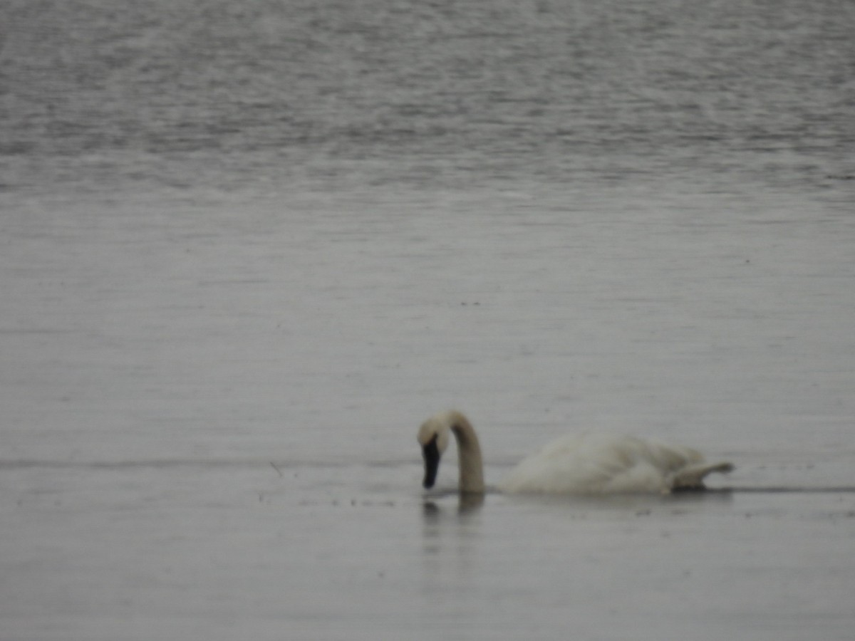 Trumpeter Swan - ML610204123