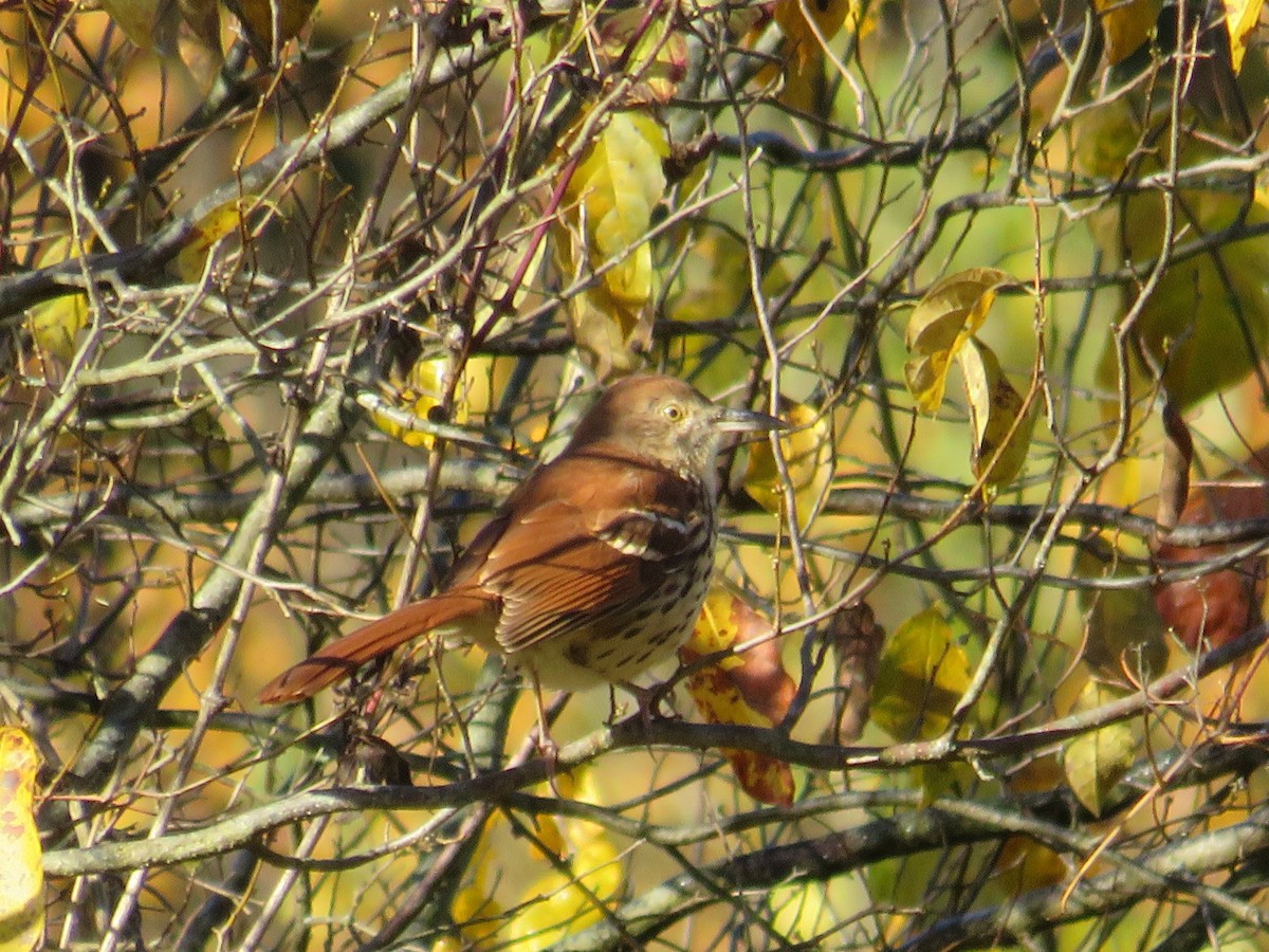 Brown Thrasher - ML610204206