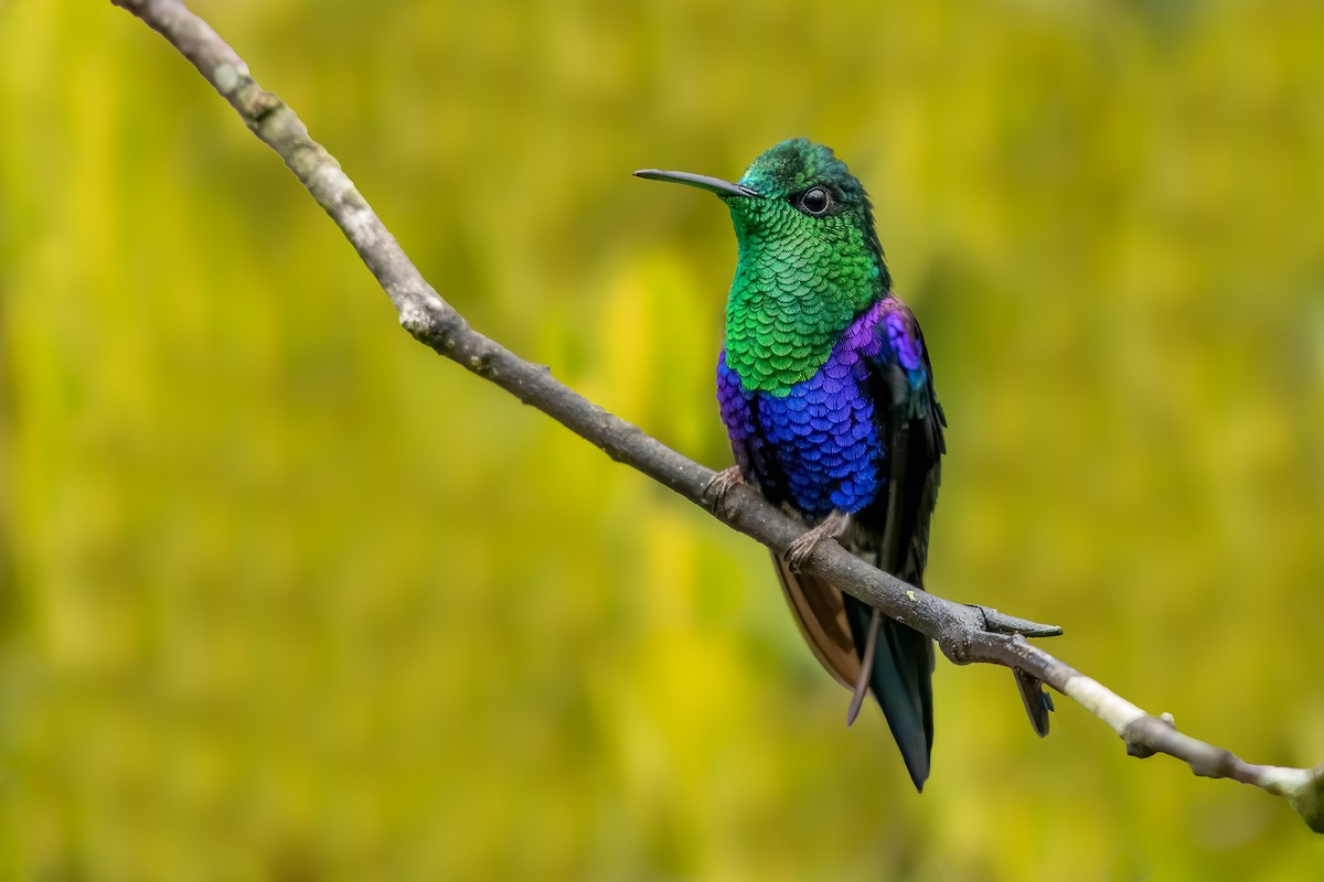 kolibřík vidloocasý - ML610204254