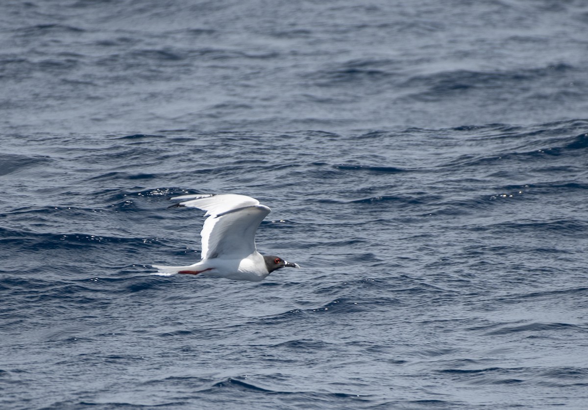 Swallow-tailed Gull - ML610204256