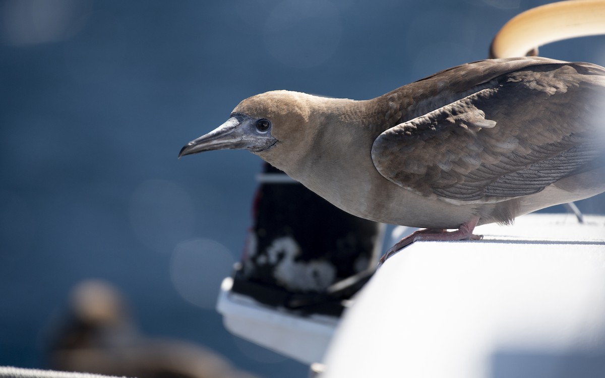 Red-footed Booby - ML610204265