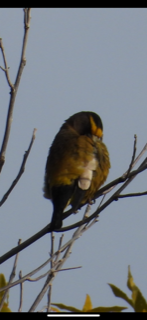 Evening Grosbeak - ML610204314