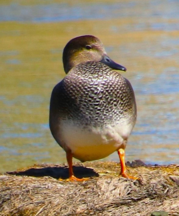 Gadwall - ML610204326