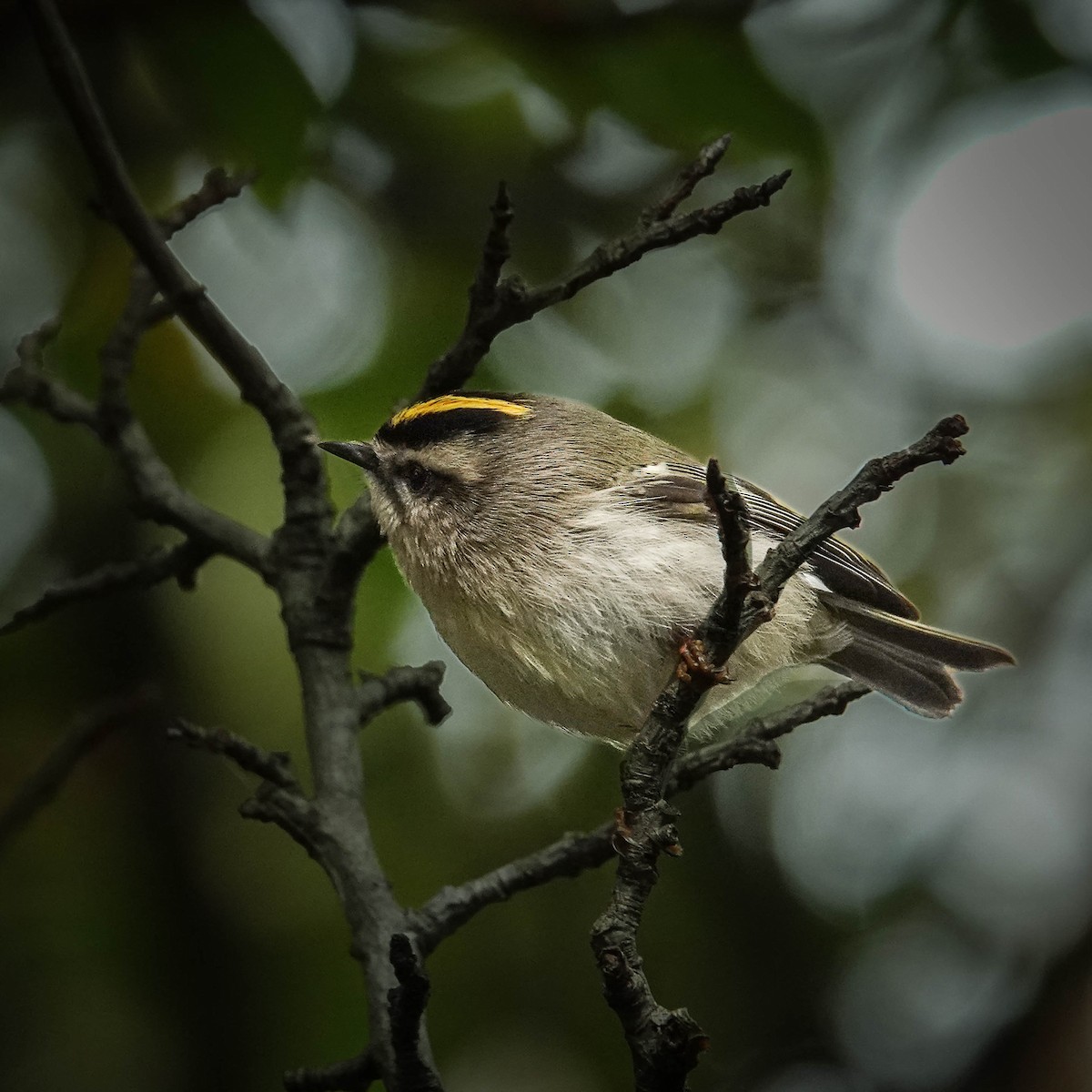 Golden-crowned Kinglet - ada bar