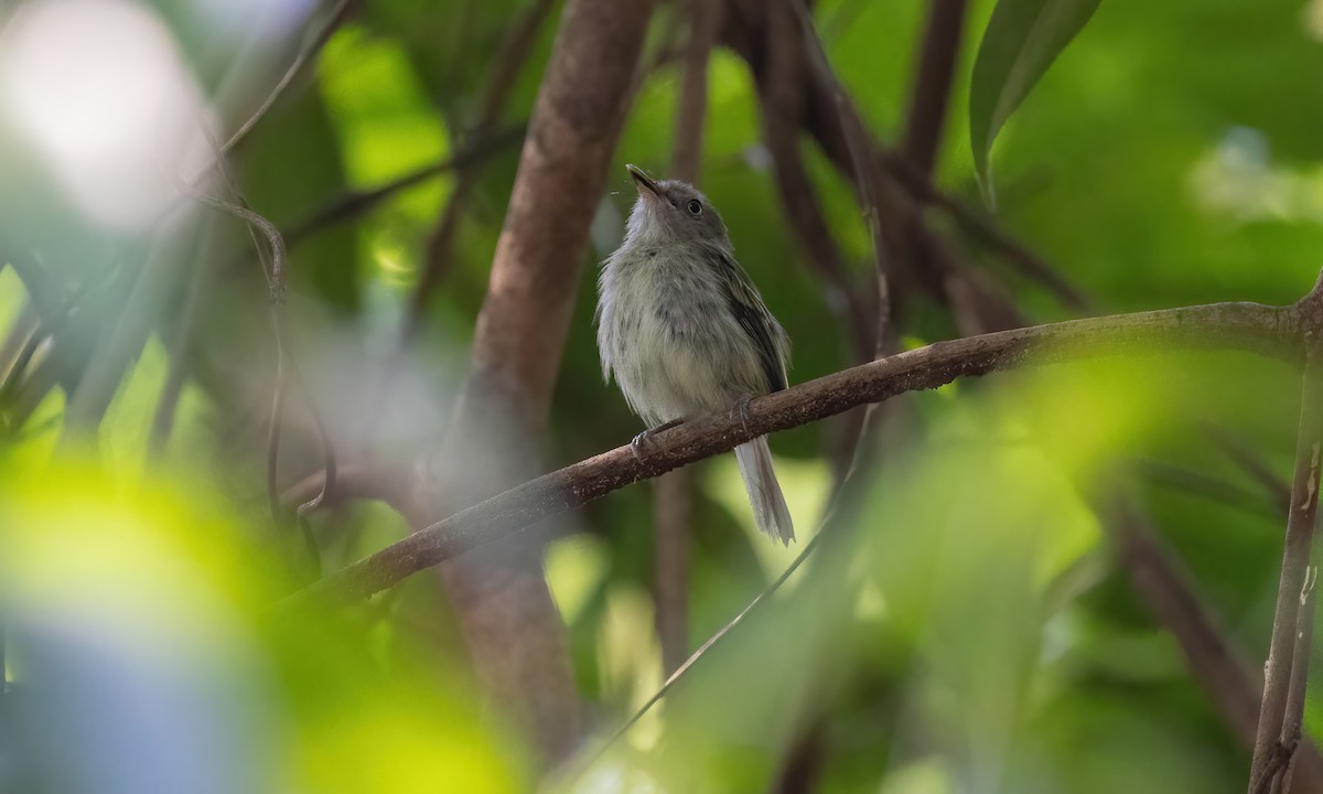 Snethlage's Tody-Tyrant (Igapo) - ML610204400