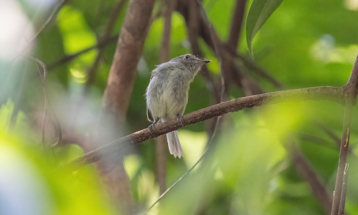 Snethlage's Tody-Tyrant (Igapo) - ML610204401