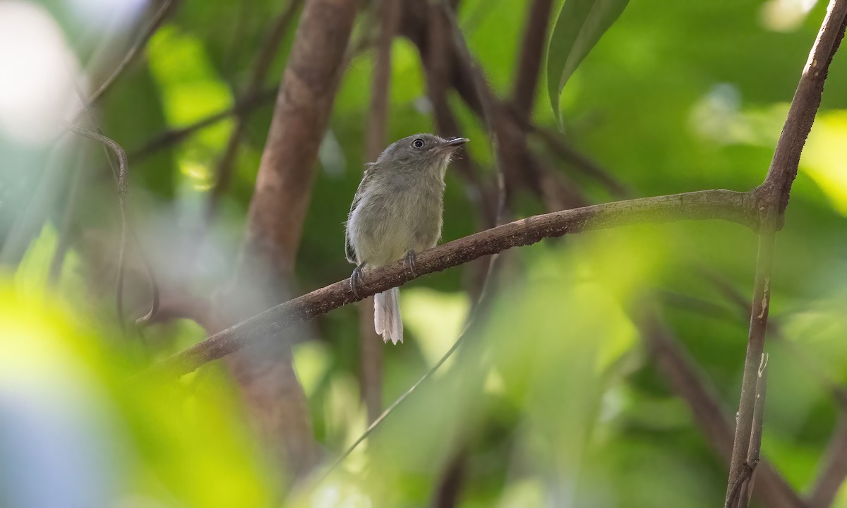 Snethlage's Tody-Tyrant (Igapo) - Paul Fenwick