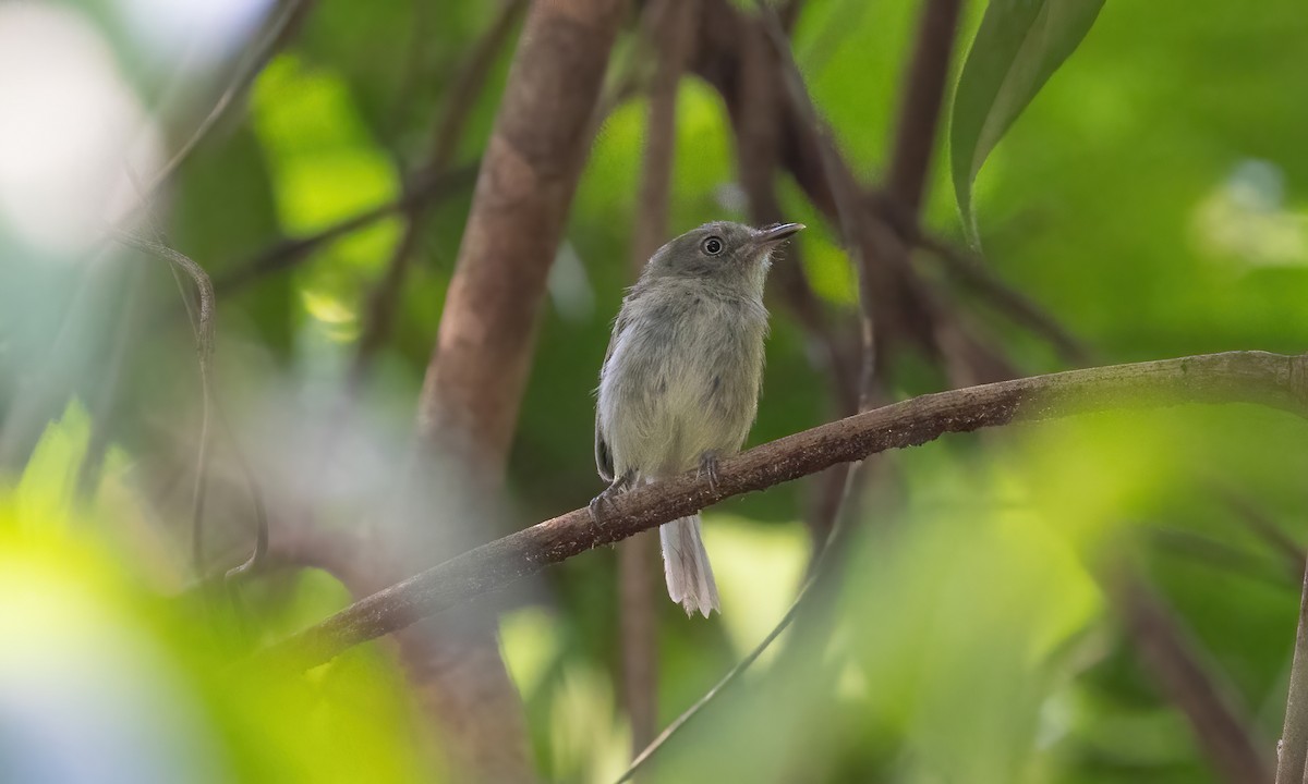 Snethlage's Tody-Tyrant (Igapo) - Paul Fenwick