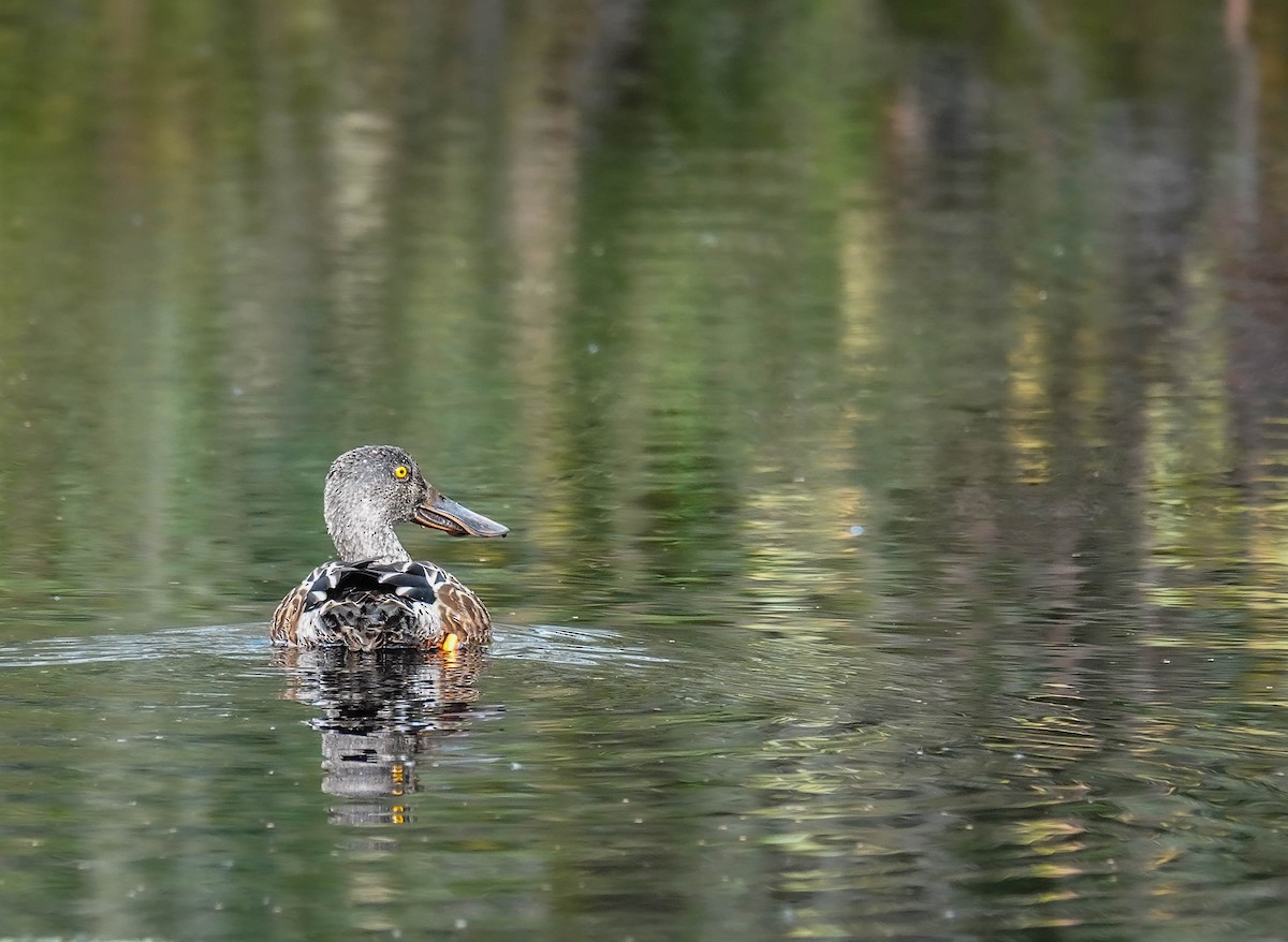 Northern Shoveler - ML610204492