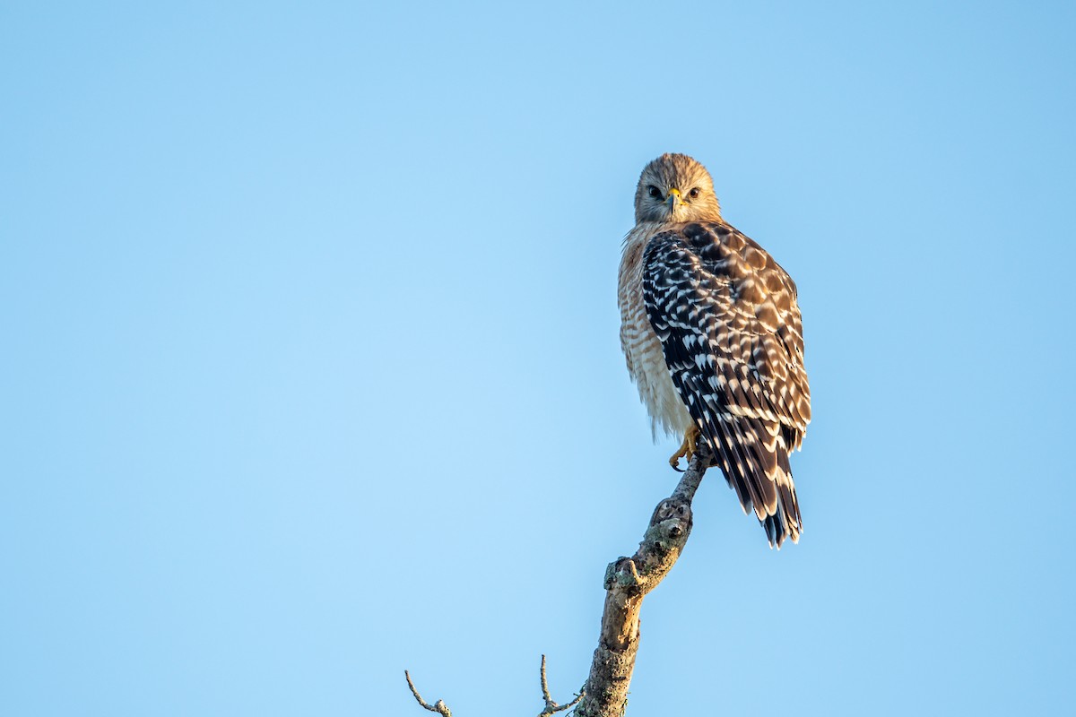 Red-shouldered Hawk - Gary Stone