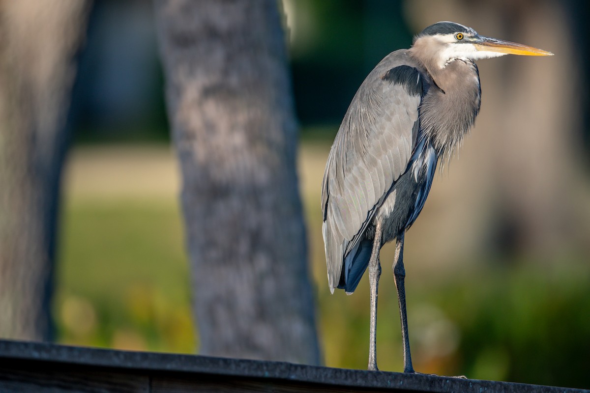 Great Blue Heron - Gary Stone