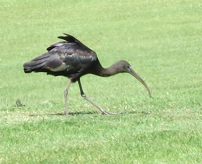 ibis hnědý - ML610204785