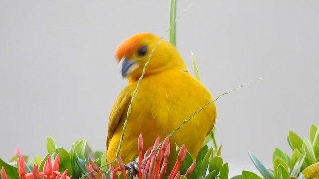 Saffron Finch - ML610204828